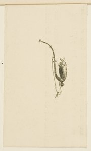 Tailpiece from Au Pied du Sinaï by Henri de Toulouse-Lautrec