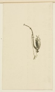 Tailpiece from Au Pied du Sinaï by Henri de Toulouse Lautrec