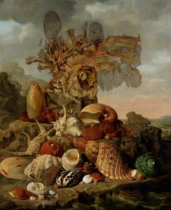 Shells and Marine Plants