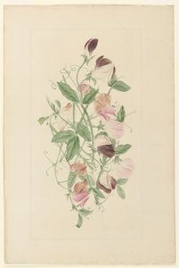 Sweet Peas by Henrietta Benson Homer