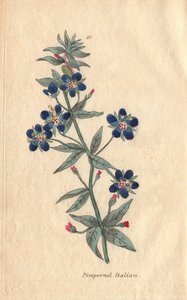 Italian pimpernel, Anagallis monellis, flower by Henrietta Moriarty