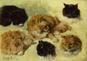 Studies of Cats