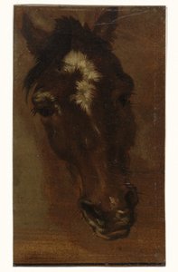 Horse Head
