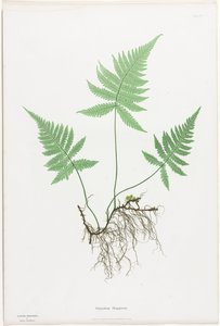 Ferns of Great Britain and Ireland: Polypodium Phegopteris by Henry Bradbury