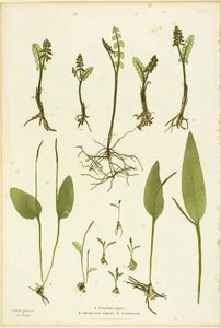Nature Print of Moonwort and Adder