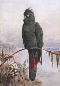 Australian Red-Tailed Black Cockatoo