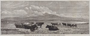 Cattle on the Sands, near Port Madoc, North Wales by Henry Brittan Willis