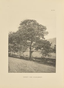 Society Oak, Charlemont