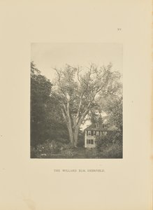The Willard Elm, Deerfield by Henry Brooks