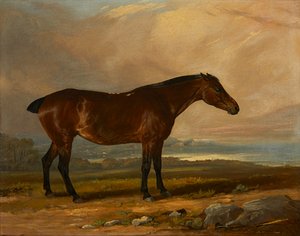 Study of a Bay Hunter in a Landscape