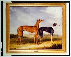 Two Greyhounds, the Property of Dr. Edmund Taylor of Booth Hall by Henry Calvert
