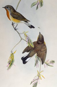 Red-breasted flycatcher (Ficedula parva), from Birds of Great Britain by Henry Constantine Richter