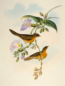 Tawny-bellied Babbler (Dumetia hyperythra), lithograph from Birds of Asia by Henry Constantine Richter