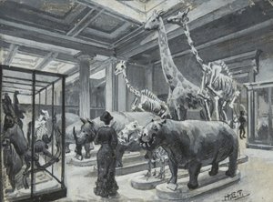 Interior view of the British Museum showing the gallery containing animal exhibits, c.1880