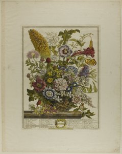 August, from Twelve Months of Flowers