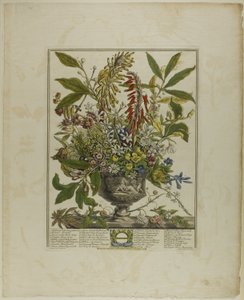 January, from Twelve Months of Flowers by Henry Fletcher