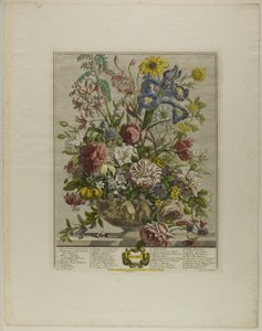 June, from Twelve Months of Flowers by Henry Fletcher