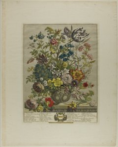 May, from Twelve Months of Flowers by Henry Fletcher