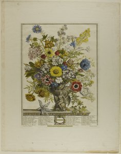 November, from Twelve Months of Flowers by Henry Fletcher