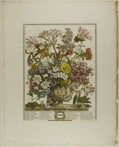 October, from Twelve Months of Flowers by Henry Fletcher