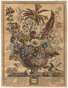 Twelve Months of Flowers: December by Henry Fletcher