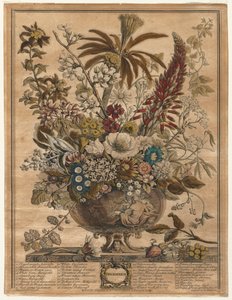 Twelve Months of Flowers: December, 1730 by Henry Fletcher