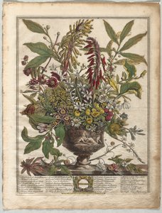 Twelve Months of Flowers: January by Henry Fletcher