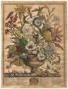 Twelve Months of Flowers: September by Henry Fletcher