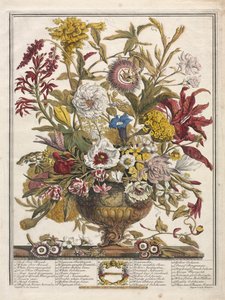 Twelve Months of Flowers: September by Henry Fletcher