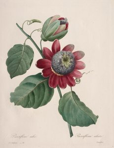 Choice of the Most Beautiful Flowers...Most Beautiful Fruits: Winged Passionflower by Henry Joseph Redouté