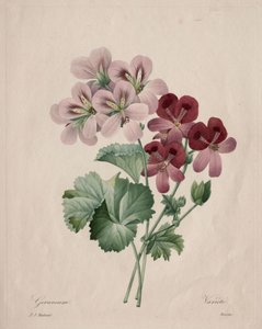 Geranium by Henry Joseph Redouté