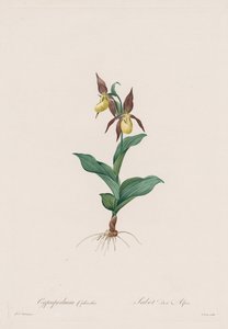 The Lilies: Cypripedium calceolus