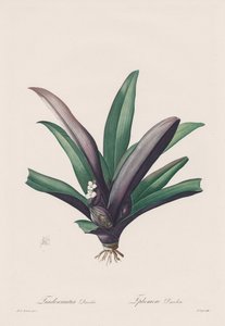 The Lilies: Tradescantia discolor
