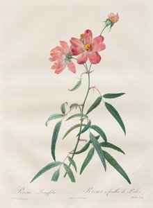 The Roses: Rosa Longifolia by Henry Joseph Redouté