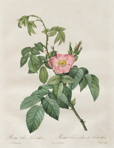 The Roses: Rosa Villosa Terebenthina
