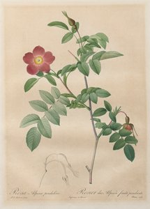The Roses: Rosa alpina pendulina