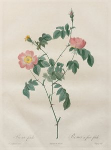 The Roses: Rosa indica