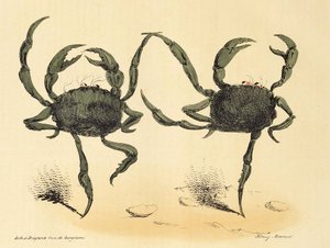 Danse Fantastique from La Caricature, pub. 1831 lithograph (1831)