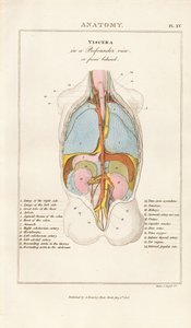 Human Viscera in Posterior View