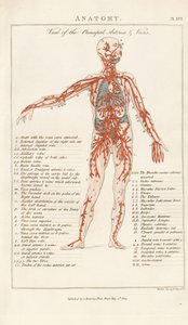 View of the Principal Arteries and Veins by Henry Mutlow
