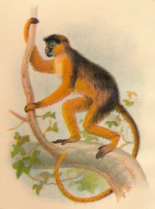 Bay Guereza