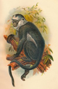 Hoses Langur