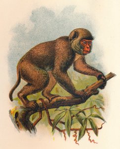 St. Johns Macaque