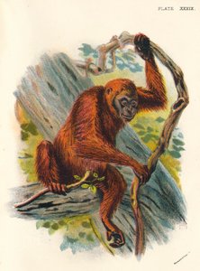 The Orang-Utan