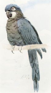 Hyacinth Macaw, c.1890 by Henry Stacey Marks