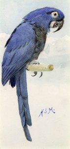 Hyacinth Macaw, c.1890 by Henry Stacey Marks