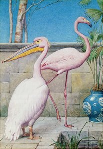 Pelican and Flamingo