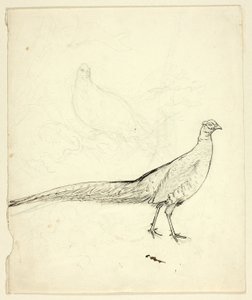 Two Sketches of Pheasant (front); Sketch of Pheasants and Female Nude (back) by Henry Stacy Marks
