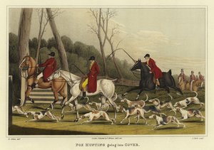 Fox Hunting Going into Cover
