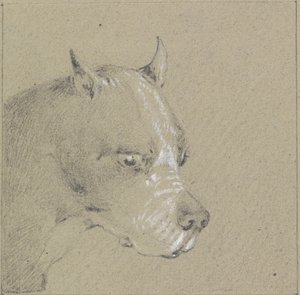 Head and Shoulders of a Boxer Dog by Henry Thomas Alken